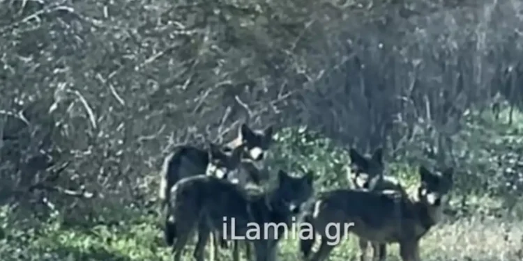 Αγέλη λύκων έκανε την εμφάνισή της κοντά σε χωριό της Λαμίας