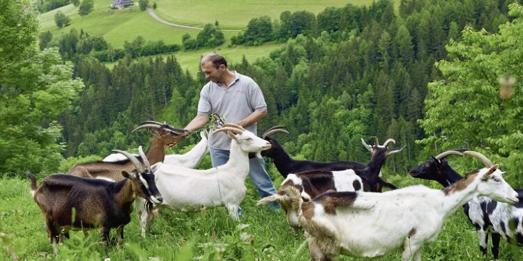 Αιτωλ/νία: Διαδικτυακό σεμινάριο για την απόκτηση επαγγελματικής ικανότητας μεταφορέα ζώντων ζώων