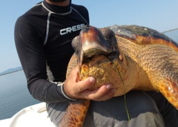 Εντυπωσιακή ανακάλυψη του “Αρχέλων” για την επιβίωση μιας σοβαρά τραυματισμένης χελώνας στον Αμβρακικό Κόλπο