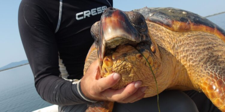 Εντυπωσιακή ανακάλυψη του “Αρχέλων” για την επιβίωση μιας σοβαρά τραυματισμένης χελώνας στον Αμβρακικό Κόλπο