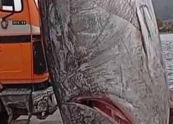 Θηριώδης τόνος περίπου 350 κιλών στα νερά του Αστακού – Έγινε viral στο TikTok