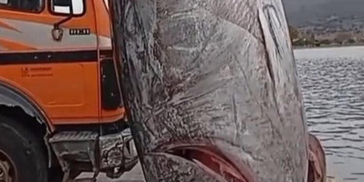 Θηριώδης τόνος περίπου 350 κιλών στα νερά του Αστακού – Έγινε viral στο TikTok
