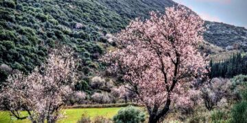 Μοναστηράκι Βόνιτσας: οι αμυγδαλιές άνθισαν και γέμισαν την περιοχή άνοιξη