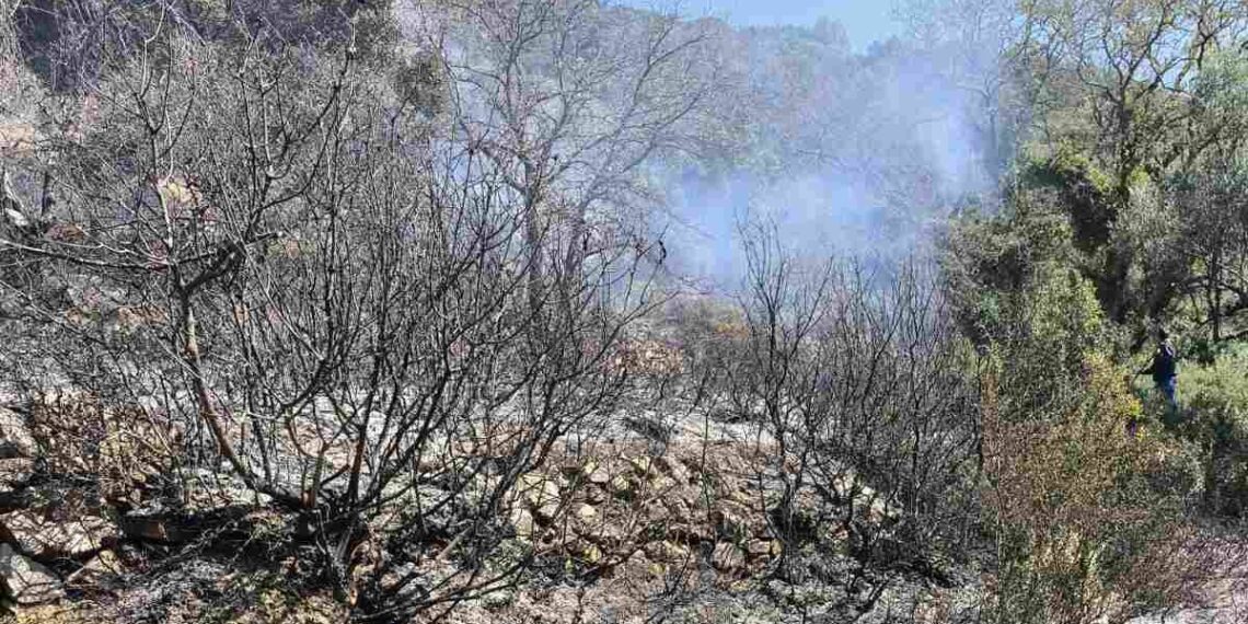 Φωτιά σε δασική περιοχή της Μαμουλαδας Ναυπακτίας