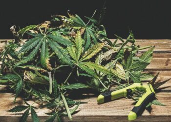 Μεσολόγγι: Πιάστηκε με φυτικά αποσπάσματα κάνναβης