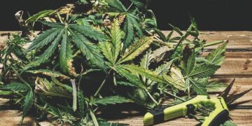 Μεσολόγγι: Πιάστηκε με φυτικά αποσπάσματα κάνναβης