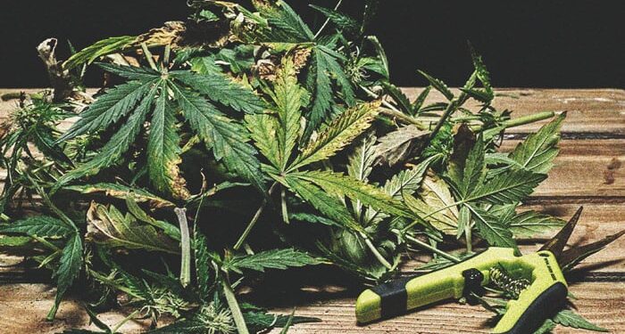 Μεσολόγγι: Πιάστηκε με φυτικά αποσπάσματα κάνναβης