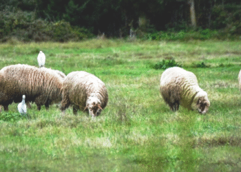 Νεκρά ζώα θαμμένα δίπλα σε σχολείο προκαλούν αναστάτωση στο Κεφαλόβρυσο