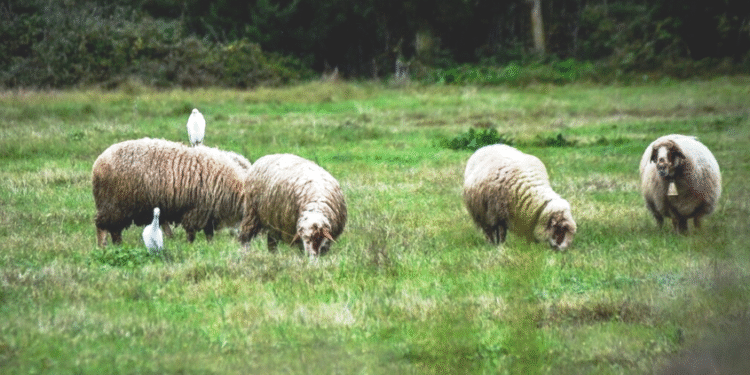 Νεκρά ζώα θαμμένα δίπλα σε σχολείο προκαλούν αναστάτωση στο Κεφαλόβρυσο