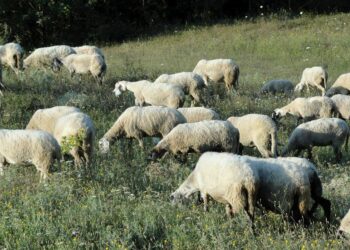 Ναυπακτία: Μετέφεραν αιγοπρόβατα σε φορτηγά κατά παράβαση των μέτρων για την ευλογία – Τρεις συλλήψεις