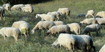 Ναυπακτία: Μετέφεραν αιγοπρόβατα σε φορτηγά κατά παράβαση των μέτρων για την ευλογία – Τρεις συλλήψεις