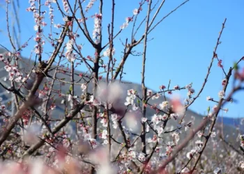 Εαρινή ισημερία 2026: Σήμερα μπαίνει και επίσημα η άνοιξη στο βόρειο ημισφαίριο