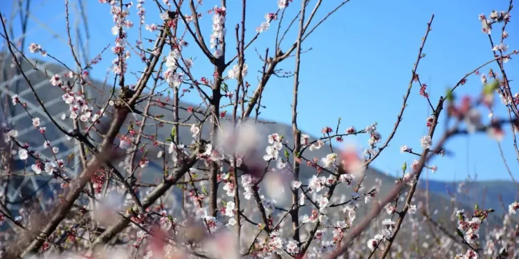 Εαρινή ισημερία 2026: Σήμερα μπαίνει και επίσημα η άνοιξη στο βόρειο ημισφαίριο