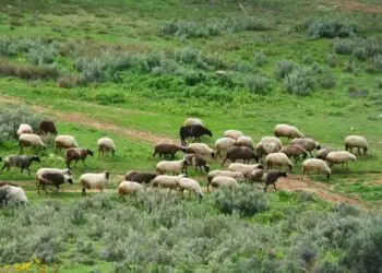 Ρίγανη Αγρινίου: Σύλληψη κτηνοτρόφου γιατί έβοσκε 100 πρόβατα στα 250 μέτρα έξω από την στάνη του