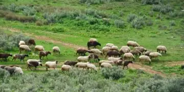 Ρίγανη Αγρινίου: Σύλληψη κτηνοτρόφου γιατί έβοσκε 100 πρόβατα στα 250 μέτρα έξω από την στάνη του