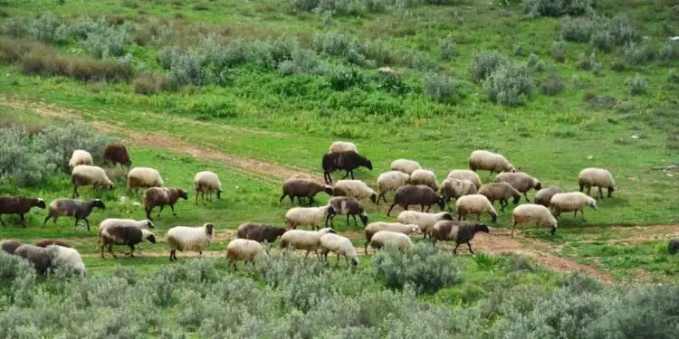 Ρίγανη Αγρινίου: Σύλληψη κτηνοτρόφου γιατί έβοσκε 100 πρόβατα στα 250 μέτρα έξω από την στάνη του