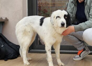 Αγρίνιο: Χάθηκε σκυλάκι – Ο φόβος από τις κροτίδες τρομάζει τα ζώα