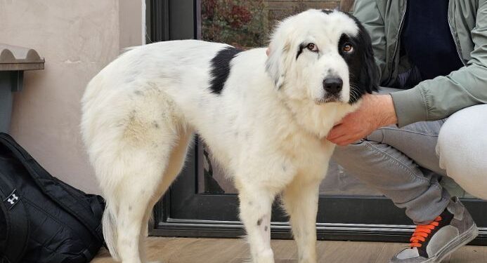 Αγρίνιο: Χάθηκε σκυλάκι – Ο φόβος από τις κροτίδες τρομάζει τα ζώα