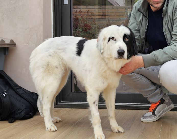 Αγρίνιο: Χάθηκε σκυλάκι – Ο φόβος από τις κροτίδες τρομάζει τα ζώα