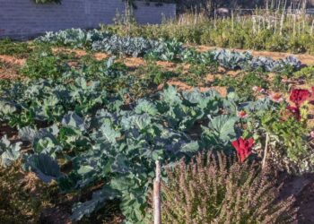 Έναρξη αιτήσεων για παραχώρηση κηποτεμαχίων στον Δημοτικό Λαχανόκηπο Αγρινίου