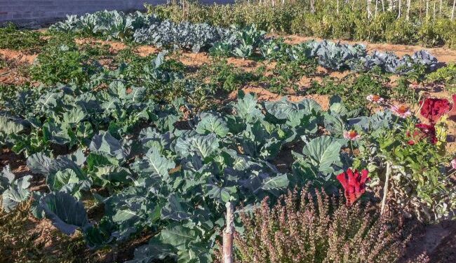 Έναρξη αιτήσεων για παραχώρηση κηποτεμαχίων στον Δημοτικό Λαχανόκηπο Αγρινίου