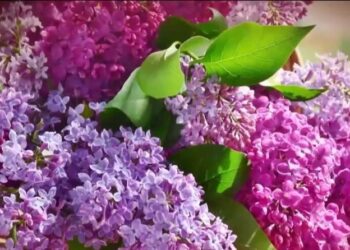 Μεγάλη Παρασκευή: Τα λουλούδια στον Επιτάφιο – Ευλογημένο δέντρο η Πασχαλιά