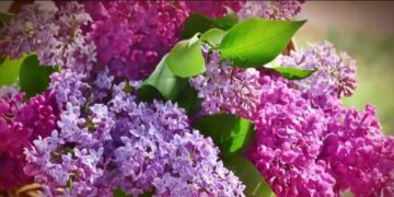 Μεγάλη Παρασκευή: Τα λουλούδια στον Επιτάφιο – Ευλογημένο δέντρο η Πασχαλιά