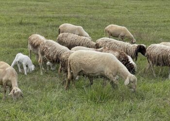 Αιτωλοακαρνανία: Υποχωρεί σταθερά η ευλογία – Αισιοδοξία για επάρκεια αρνιών το Πάσχα