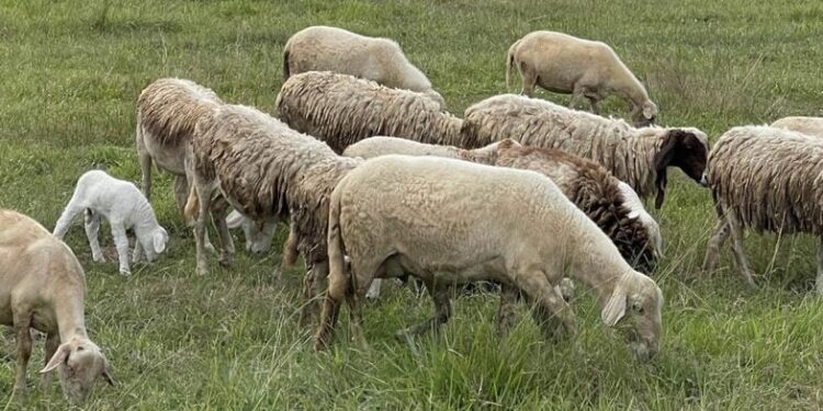 Αιτωλοακαρνανία: Υποχωρεί σταθερά η ευλογία – Αισιοδοξία για επάρκεια αρνιών το Πάσχα