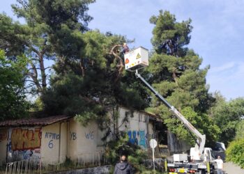 Αγρίνιο: Απομακρύνθηκε επικίνδυνο δέντρο στον παλαιό Άγιο Χριστόφορο – Το «ευχαριστώ» του Γιάννη Βασιλείου