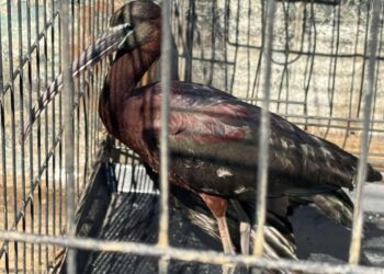 Διάσωση τραυματισμένου πουλιού από τον Δήμο Αμφιλοχίας