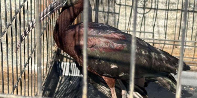 Διάσωση τραυματισμένου πουλιού από τον Δήμο Αμφιλοχίας
