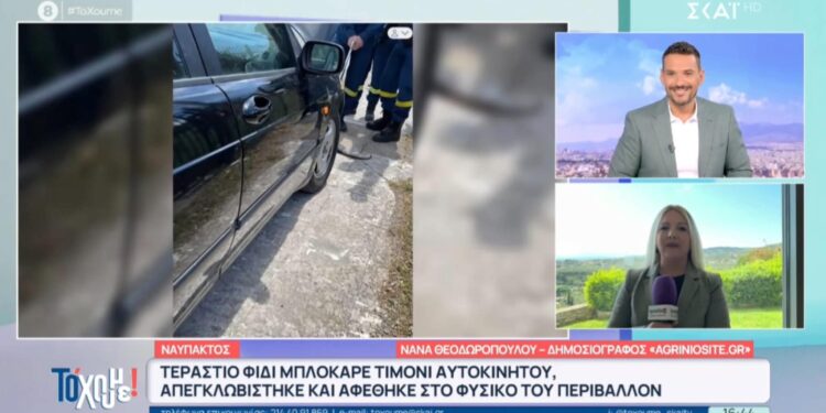 Το τεράστιο φίδι από τη Ναύπακτο έγινε θέμα σε όλη την Ελλάδα! (ΒΙΝΤΕΟ)
