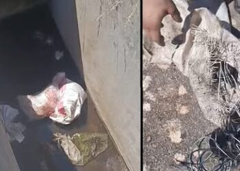 Φρίκη στην Αιτωλοακαρνανία: Επτά κουτάβια βρέθηκαν μέσα σε τσουβάλι σε φρεάτιο