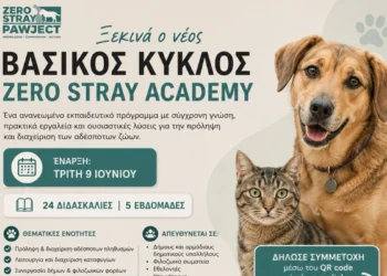 Δωρεάν εκπαιδευτικό πρόγραμμα για δήμους από το Zero Stray Academy