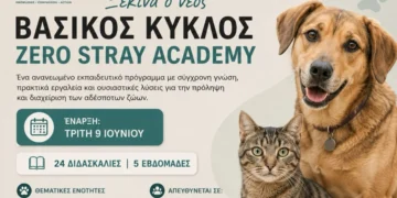Δωρεάν εκπαιδευτικό πρόγραμμα για δήμους από το Zero Stray Academy
