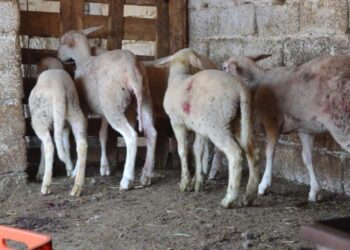 Ροδόπη: Θανατώθηκαν 400 αιγοπρόβατα από νέα εστία ευλογιάς
