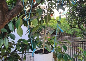  Συνέχεια του Προγράμματος βιολογικής καταπολέμησης του μαύρου ακανθώδη αλευρώδη στην Αιτωλοακαρνανία