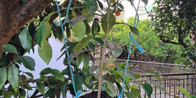  Συνέχεια του Προγράμματος βιολογικής καταπολέμησης του μαύρου ακανθώδη αλευρώδη στην Αιτωλοακαρνανία