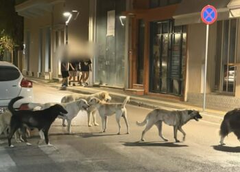Νέα επίθεση από την «γνωστή αγέλη» σκύλων στο Αγρίνιο – Τρόμος για δύο νεαρές στο κέντρο της πόλης