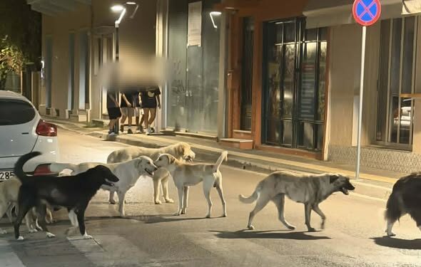 Νέα επίθεση από την «γνωστή αγέλη» σκύλων στο Αγρίνιο – Τρόμος για δύο νεαρές στο κέντρο της πόλης