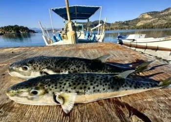 ΕΟΔΥ: Τι πρέπει να γνωρίζουμε για τον λαγοκέφαλο – Οι κίνδυνοι από δηλητηρίαση και δαγκώματα