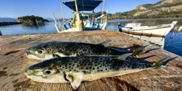 ΕΟΔΥ: Τι πρέπει να γνωρίζουμε για τον λαγοκέφαλο – Οι κίνδυνοι από δηλητηρίαση και δαγκώματα