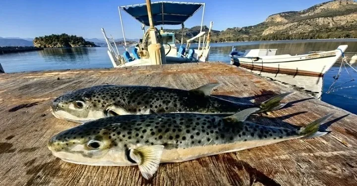 ΕΟΔΥ: Τι πρέπει να γνωρίζουμε για τον λαγοκέφαλο – Οι κίνδυνοι από δηλητηρίαση και δαγκώματα