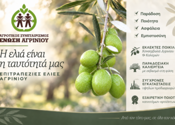 Ένωση Αγρινίου: Οι τιμές για τις πράσινες ελιές