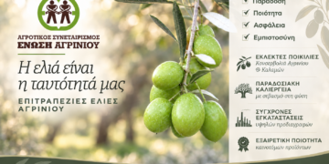 Ένωση Αγρινίου: Οι τιμές για τις πράσινες ελιές