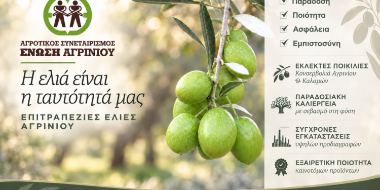 Ένωση Αγρινίου: Οι τιμές για τις πράσινες ελιές