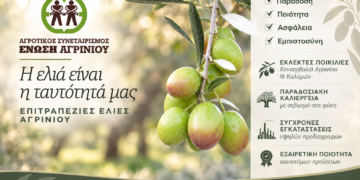 Ένωση Αγρινίου: Ξεκινούν οι παραλαβές ελιάς