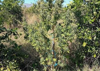 Μεσολόγγι: Έφοδος σε αγρόκτημα και σπίτι “αποκάλυψε” χασισόδεντρα και κάνναβη (ΦΩΤΟ)